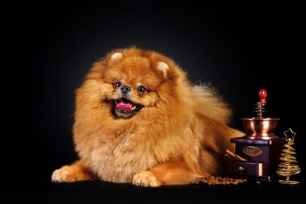 Картинка животные собаки шпиц собака