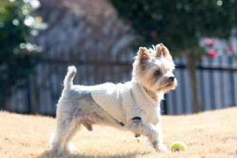 Картинка животные собаки собака