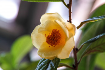 Картинка цветы камелии цветок дерево