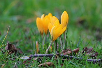 Картинка цветы крокусы
