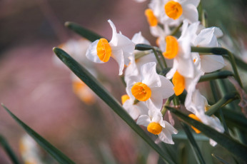 Картинка цветы нарциссы нарцисс