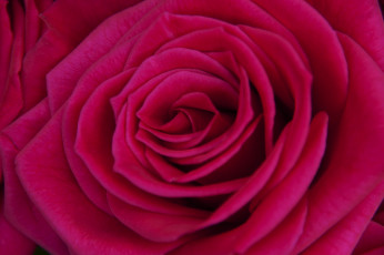 Картинка цветы розы роза