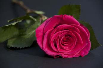 Картинка цветы розы роза