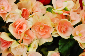 Картинка цветы бегония много розовые