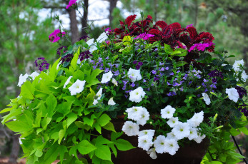 Картинка цветы разные+вместе петунья гвоздики клумба