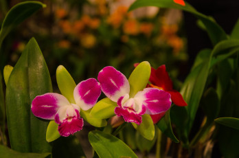 Картинка цветы орхидеи орхидея