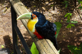 Картинка животные туканы попугай