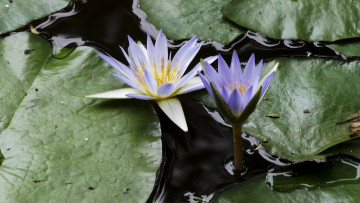Картинка цветы лилии+водяные +нимфеи +кувшинки кувшинки лотосы