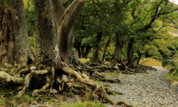 Картинка природа лес древесины очарованный