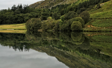 Картинка природа реки озера вода зелень