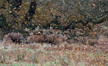 Картинка животные олени листья осень лес
