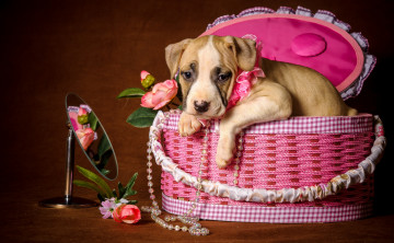 обоя животные, собаки, зеркало, щенок, ожерелье, коробка