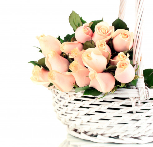 Обои картинки фото цветы, розы, корзинка, бутоны