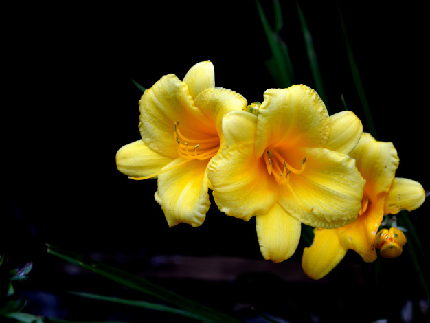 Обои картинки фото цветы, лилии,  лилейники