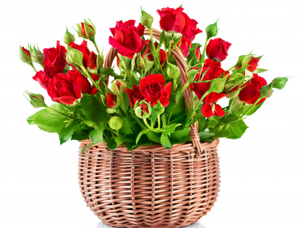 Обои картинки фото цветы, розы, бутоны, розочки, корзина