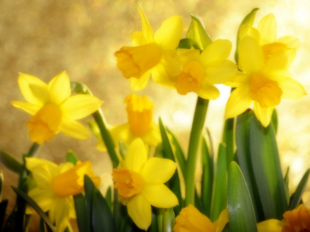 Обои картинки фото цветы, нарциссы