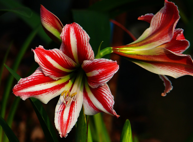 Обои картинки фото цветы, лилии,  лилейники, стебель