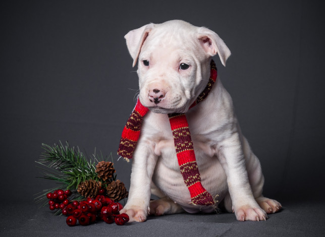 Обои картинки фото животные, собаки, щенок, шарфик