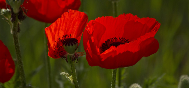 Обои картинки фото цветы, маки, мак