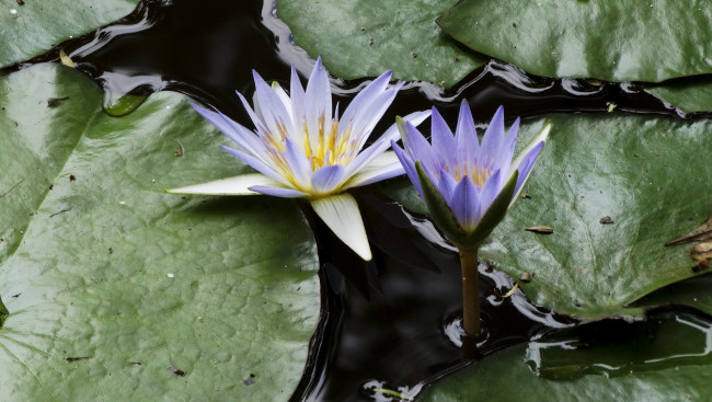 Обои картинки фото цветы, лилии водяные,  нимфеи,  кувшинки, кувшинки, лотосы