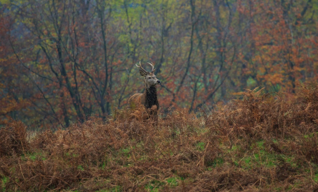 Обои картинки фото животные, олени, лес, осень, олень