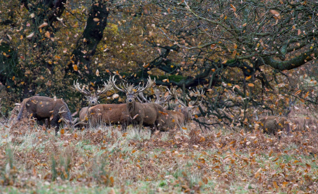 Обои картинки фото животные, олени, листья, осень, лес