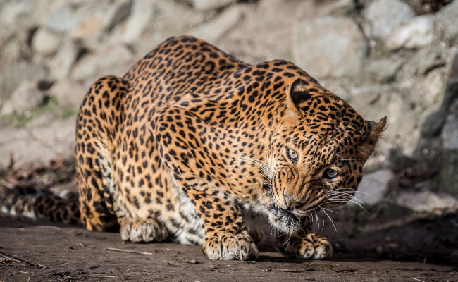 Обои картинки фото животные, леопарды, кошка