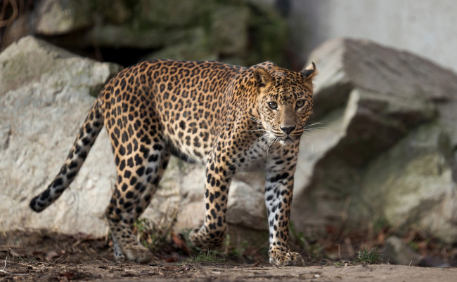 Обои картинки фото животные, леопарды, кошка