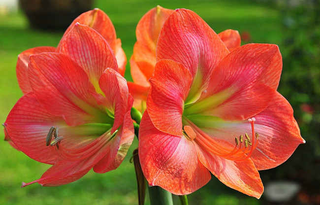 Обои картинки фото цветы, лилии,  лилейники