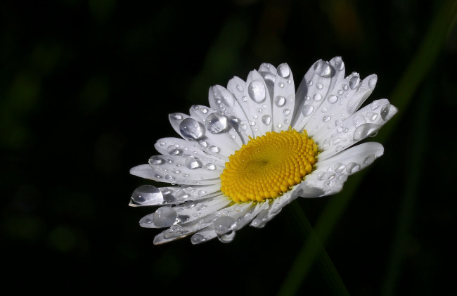 Обои картинки фото цветы, ромашки, капли, ромашка