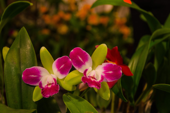 Обои картинки фото цветы, орхидеи, орхидея