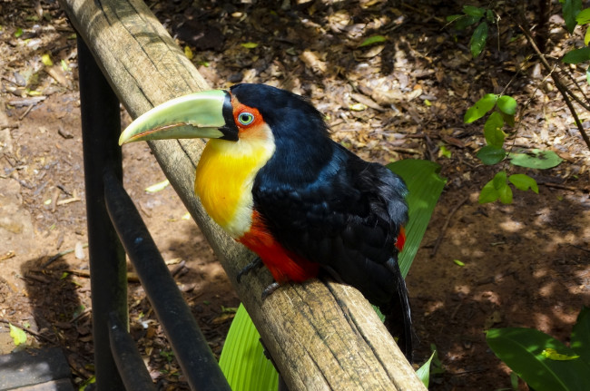 Обои картинки фото животные, туканы, попугай