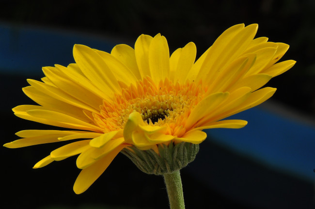 Обои картинки фото цветы, герберы, лепестки, цветк