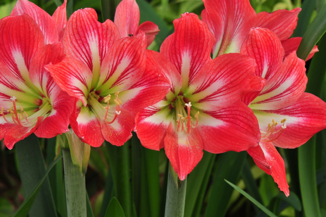 Обои картинки фото цветы, лилии,  лилейники, стебель