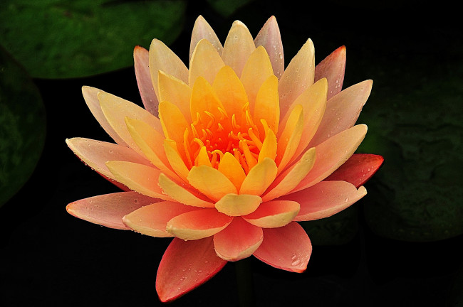 Обои картинки фото цветы, лилии водяные,  нимфеи,  кувшинки, вода, лилия