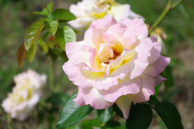 Обои картинки фото цветы, розы, красавица