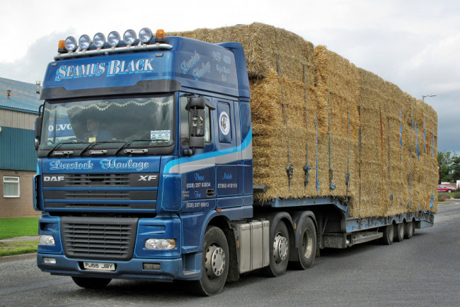 Обои картинки фото автомобили, daf , выставка, улица, шасси, тягачи, trucks, nv, нидерланды, автобусы, седельные, daf