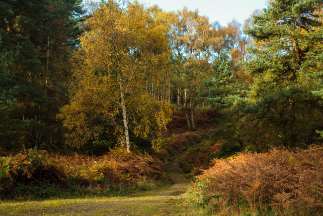 Обои картинки фото природа, лес, следуйте