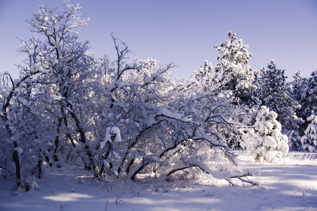 Обои картинки фото природа, зима