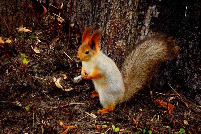 Обои картинки фото животные, белки, белка