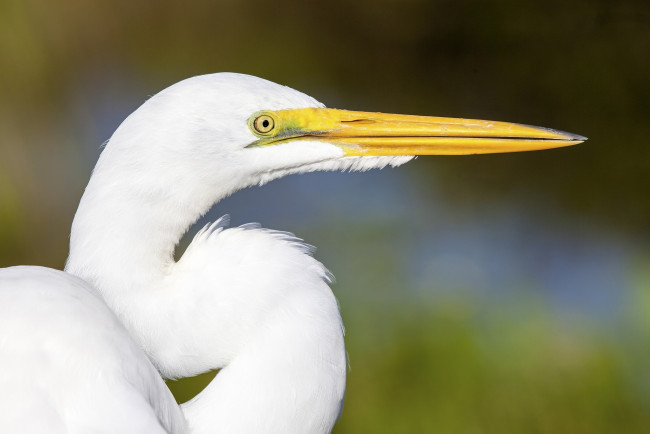 Обои картинки фото животные, цапли, профиль, клюв, белая, цапля