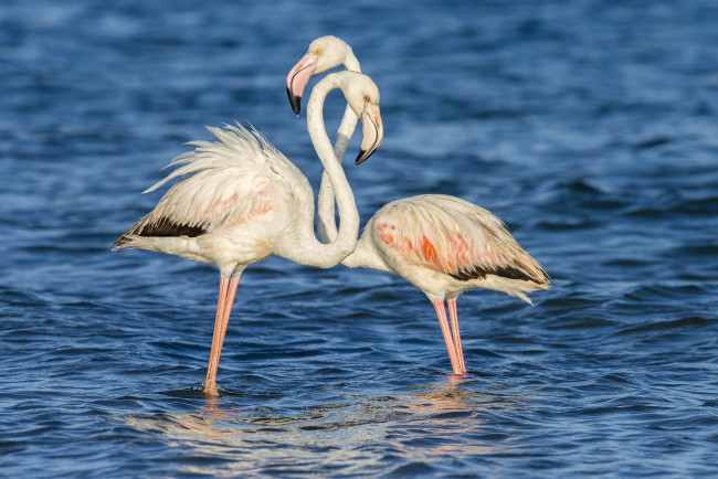 Обои картинки фото животные, фламинго, пара