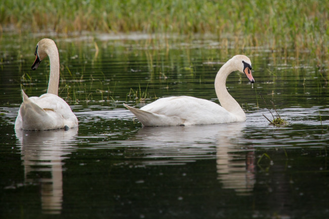 Обои картинки фото животные, лебеди, вода, белые, пара, грация, трава
