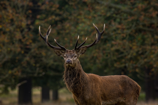 Обои картинки фото животные, олени, олень, рога, морда