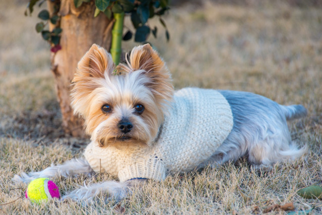 Обои картинки фото животные, собаки