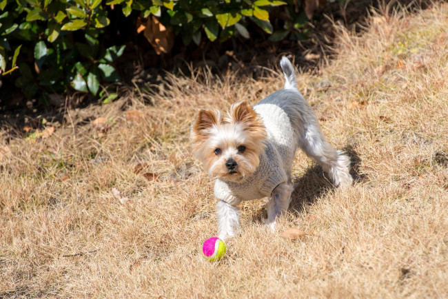 Обои картинки фото животные, собаки, собака