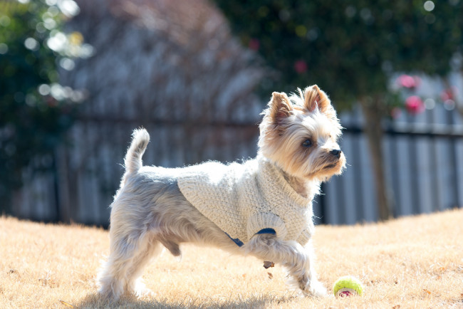 Обои картинки фото животные, собаки, собака