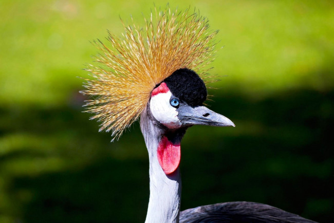 Обои картинки фото животные, журавли, хохолок, голова, венценосный, журавль