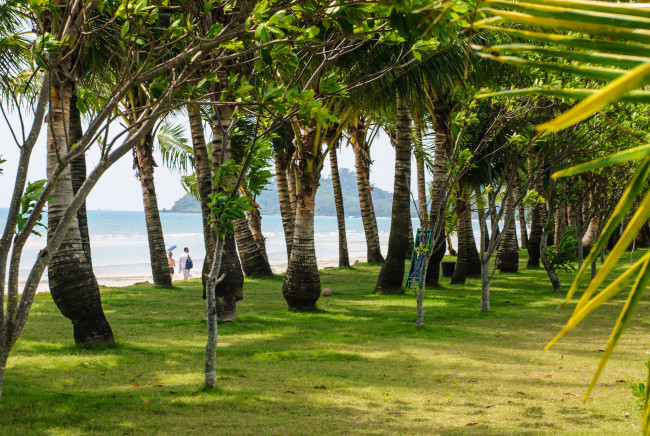 Обои картинки фото природа, тропики, парк