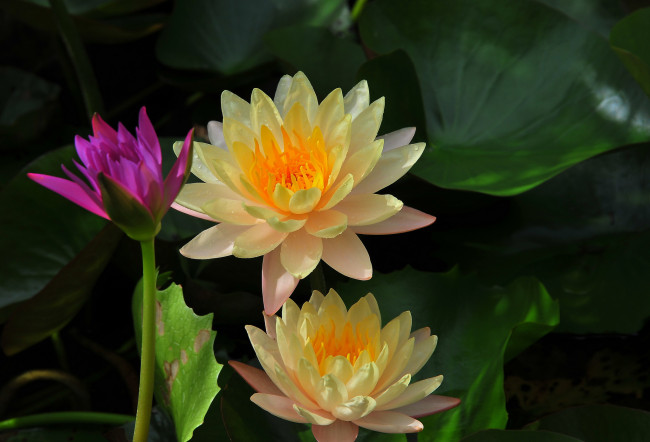 Обои картинки фото цветы, лилии водяные,  нимфеи,  кувшинки, листья, вода, лилия